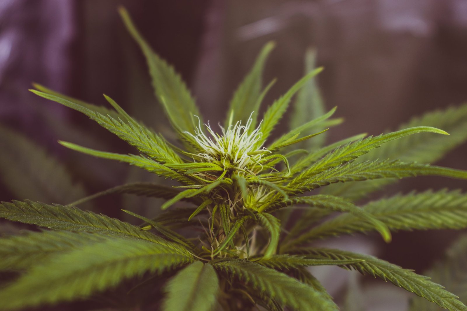 Ganja