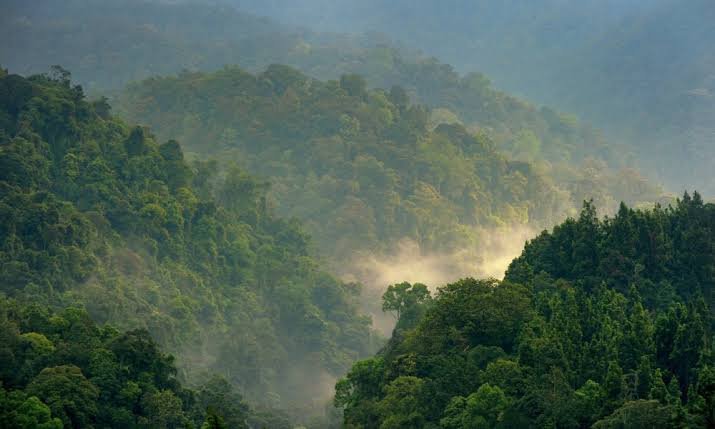 Hutan