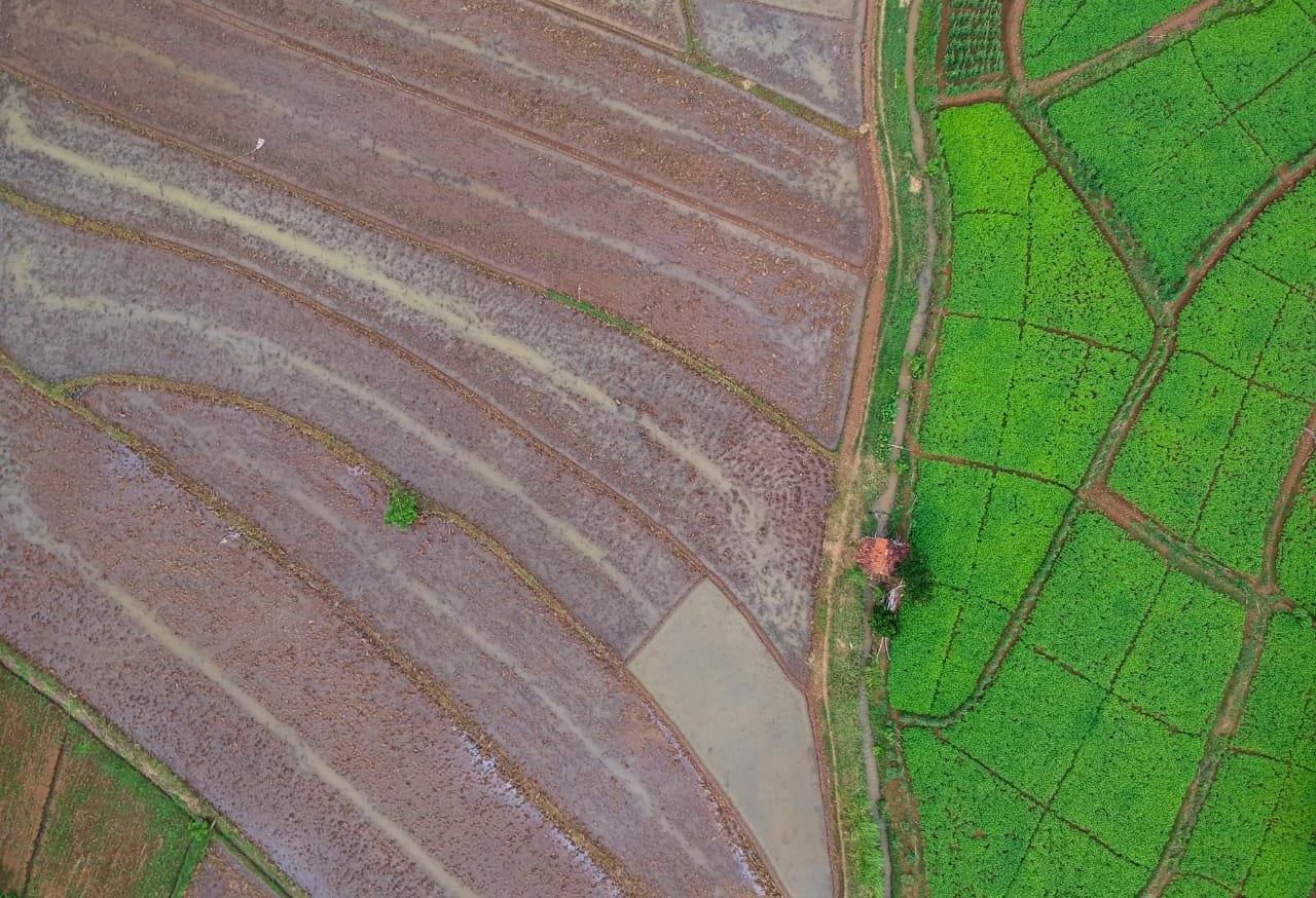 Food Estate