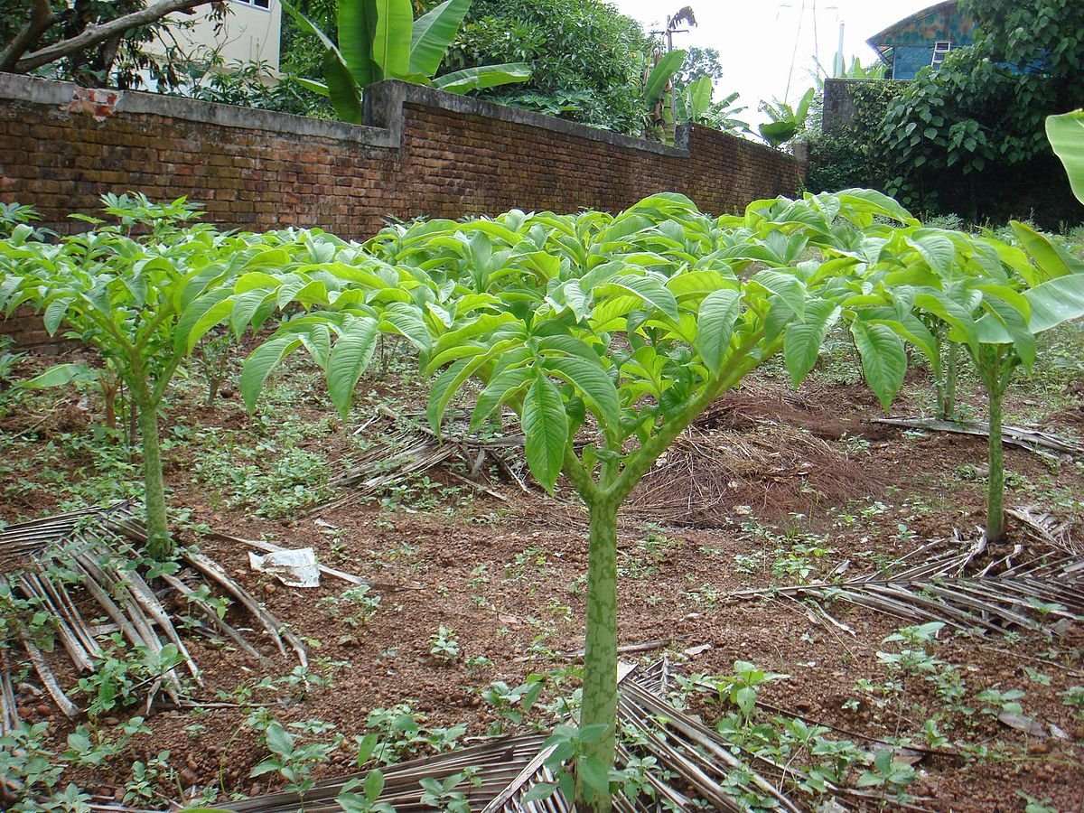 Tanaman porang
