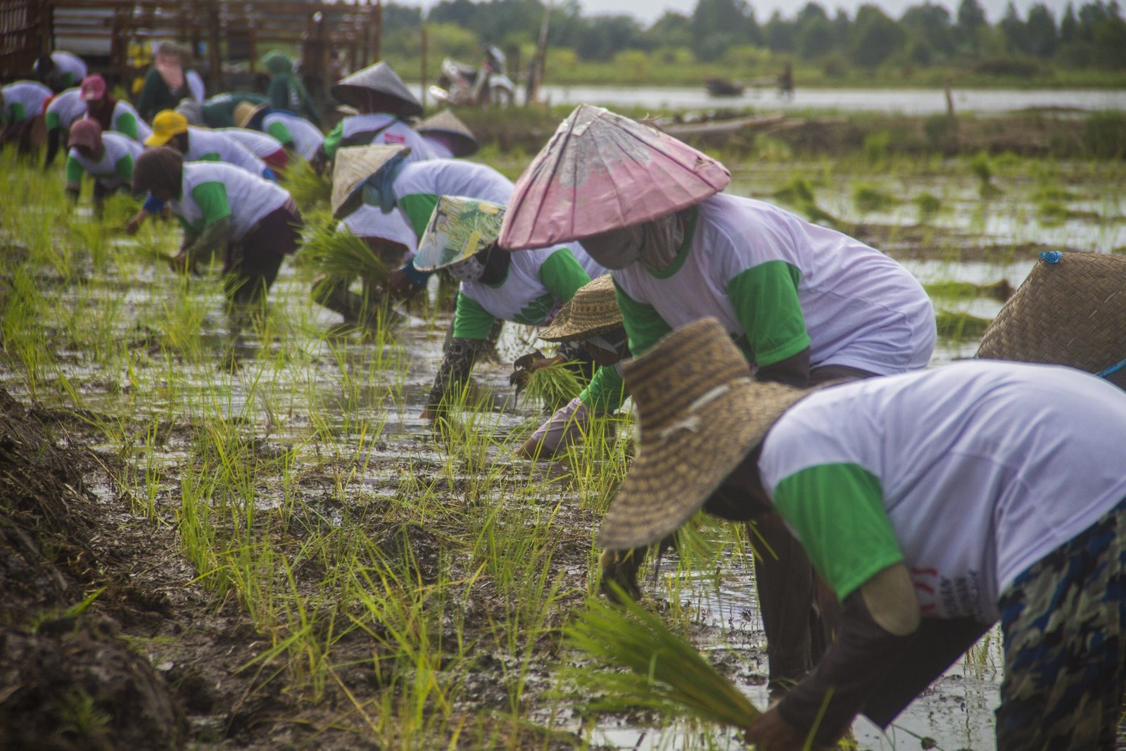 Program Food Estate