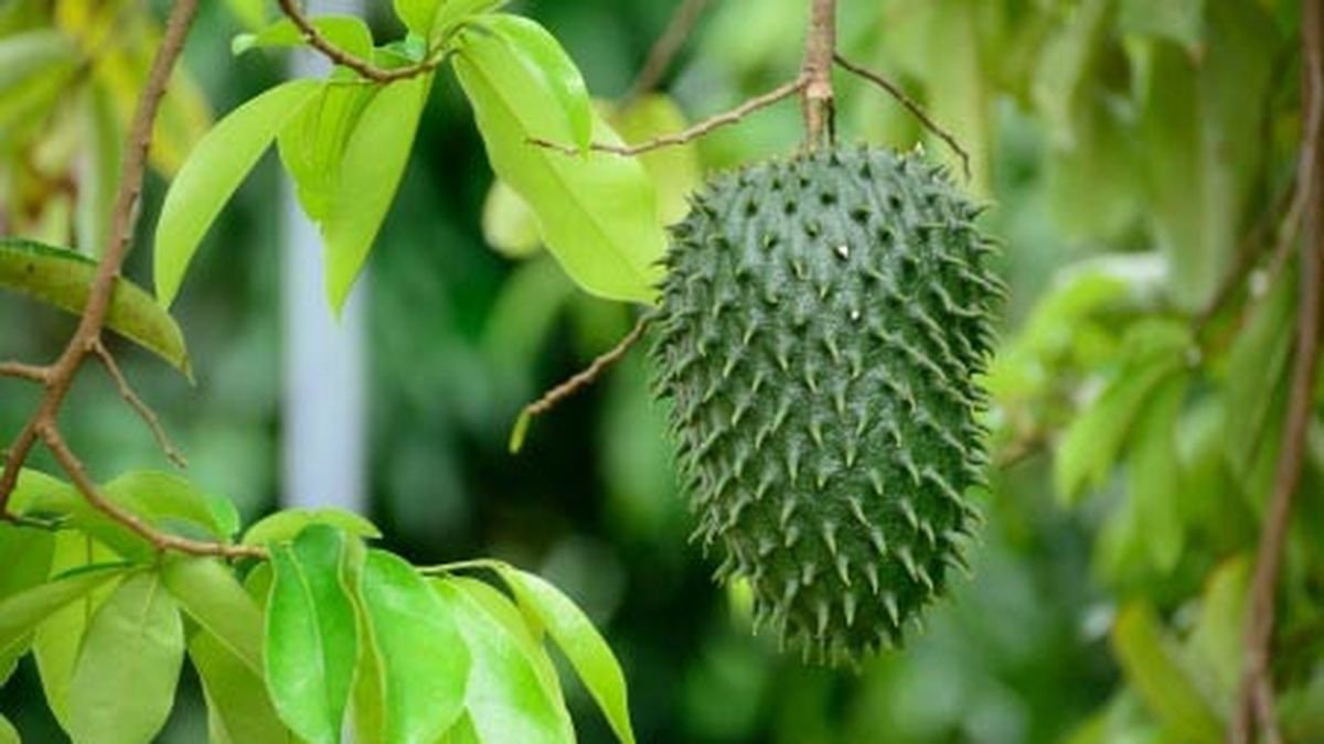 Khasiat Daun Sirsak