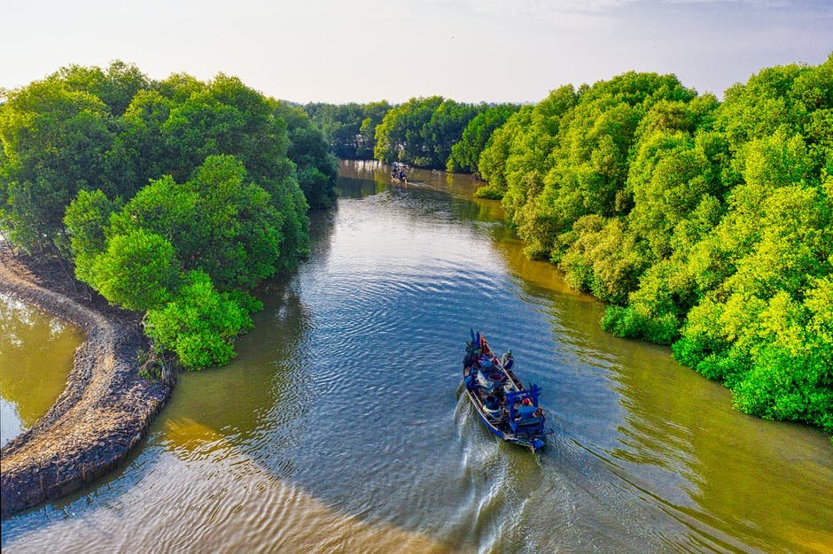 Mangrove Pandeglang