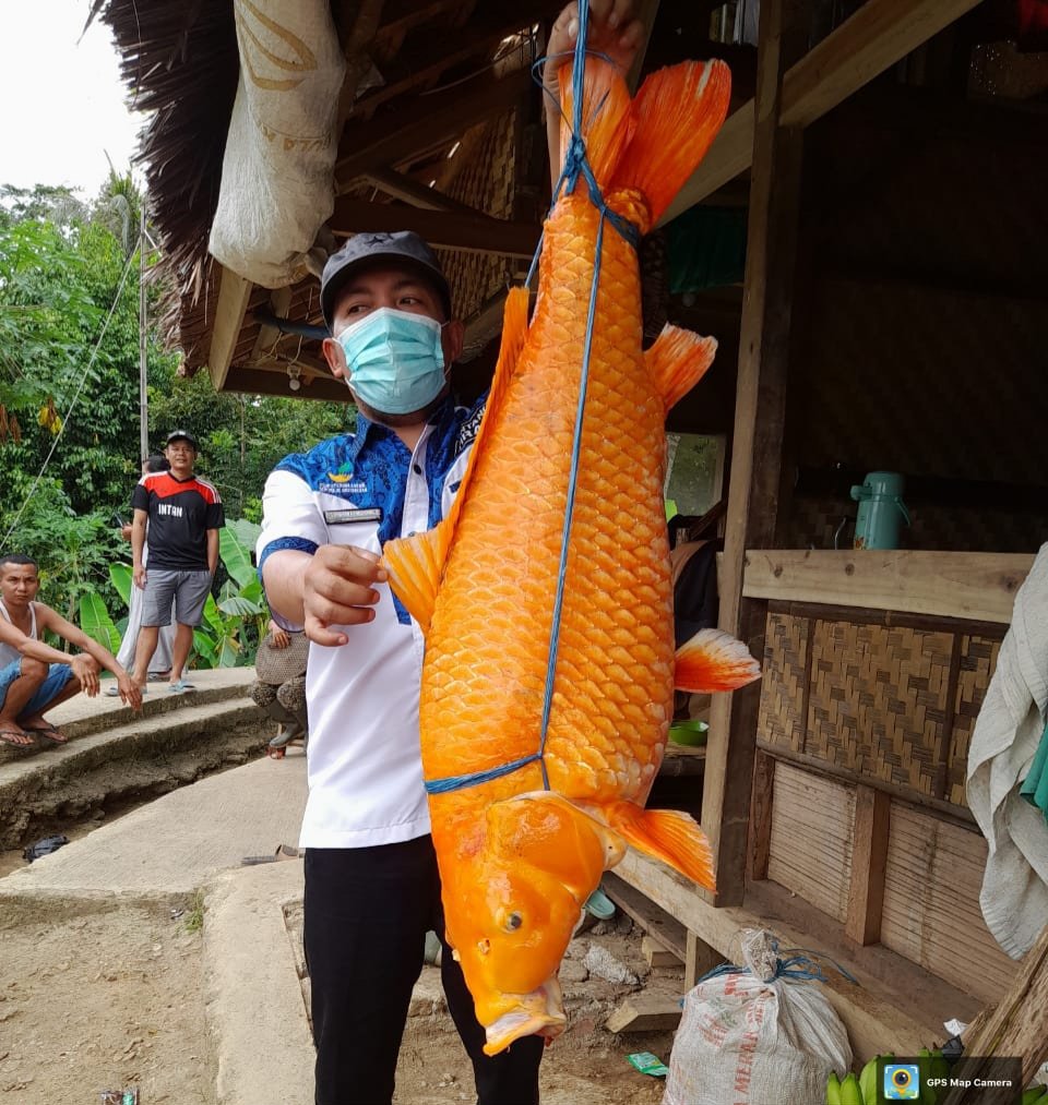 Ikan Emas