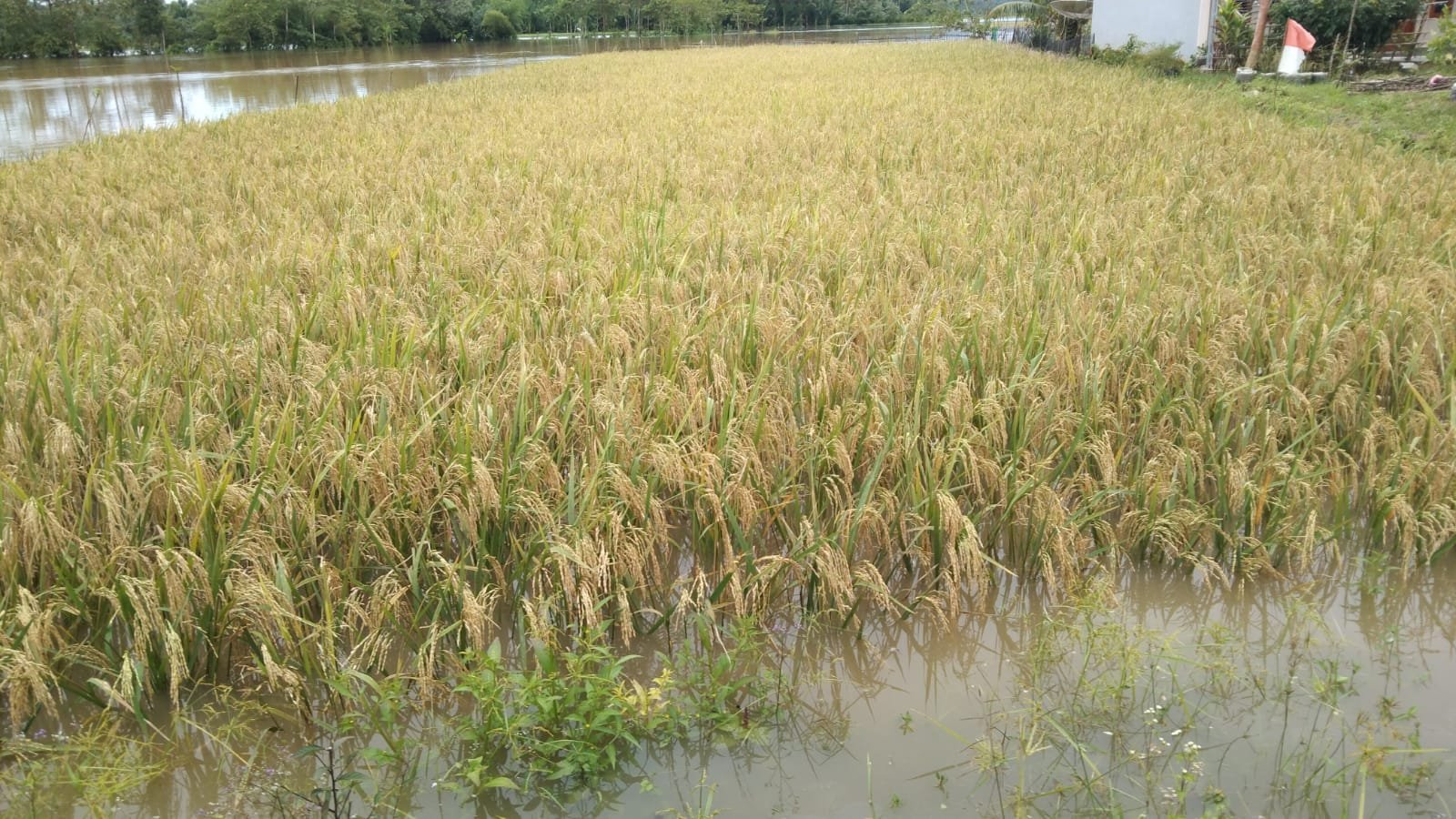 Sawah Terendam Banjir