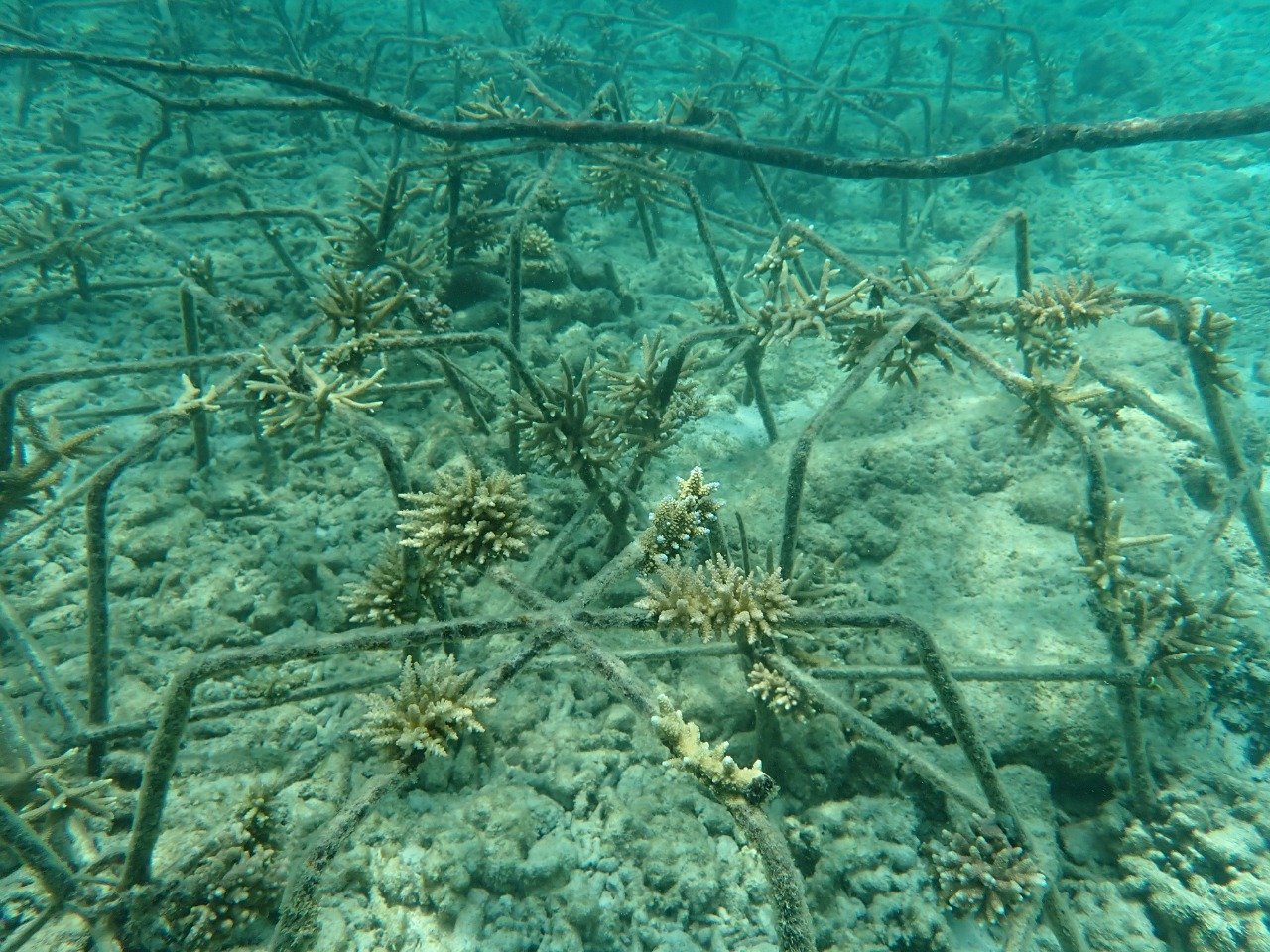 Terumbu Karang di Pulau Badul