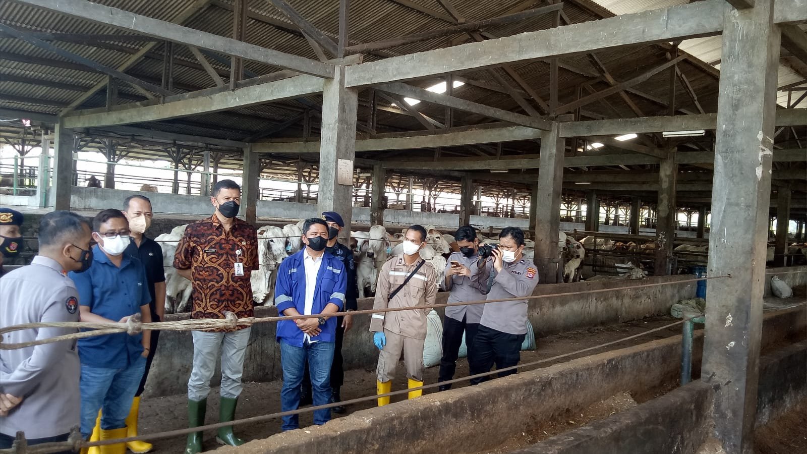 Peternakan Sapi Impor di Serang