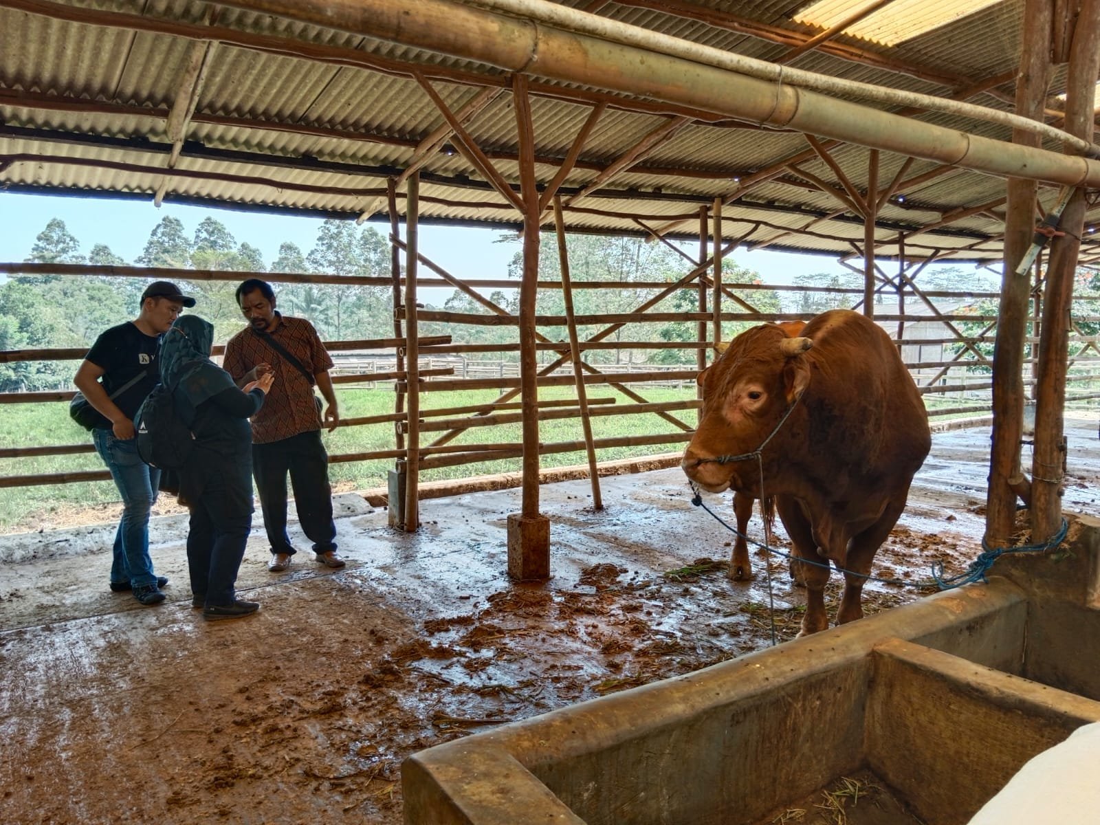 Hewan Kurban Bebas PMK