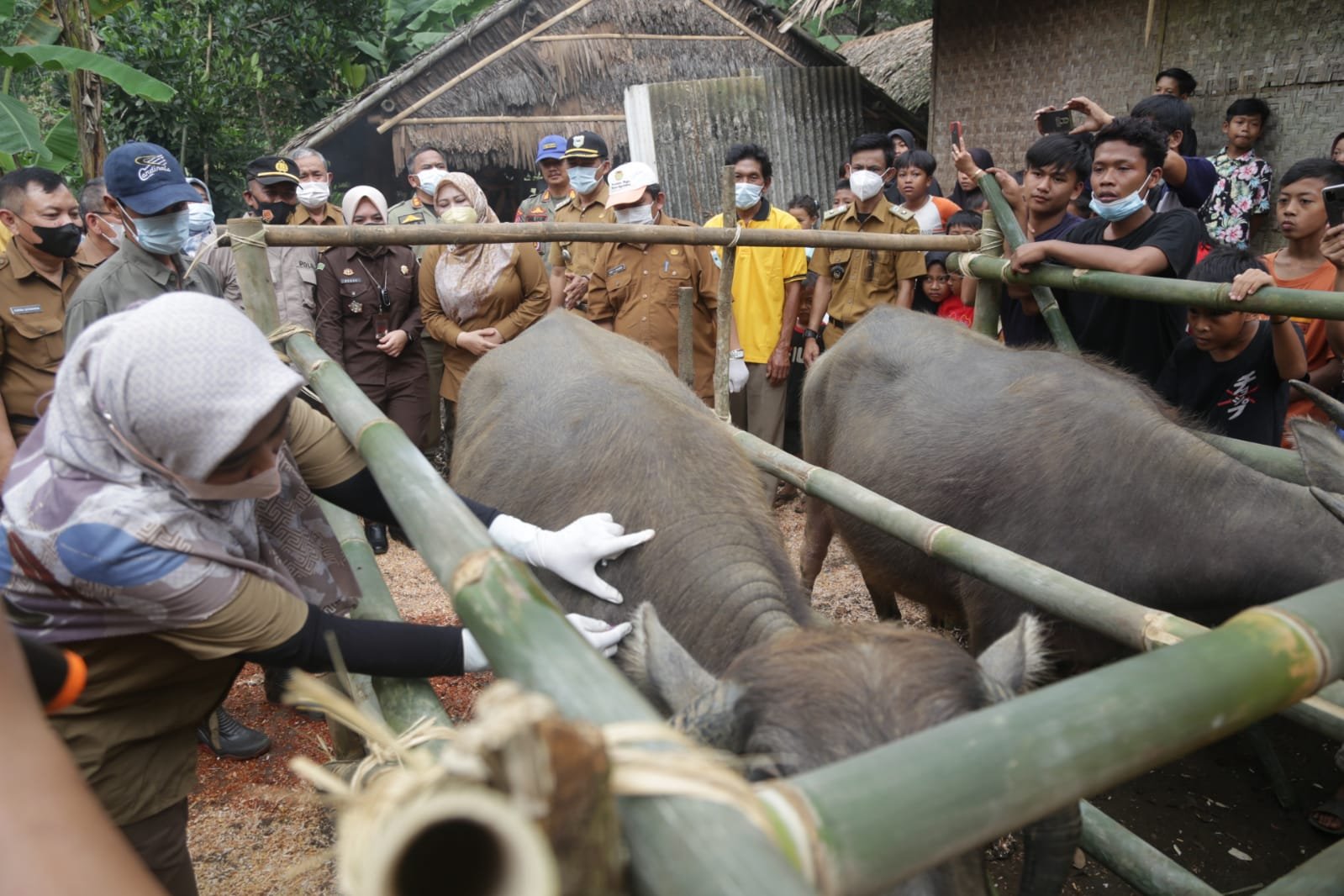 Vaksin PMK di Pandeglang