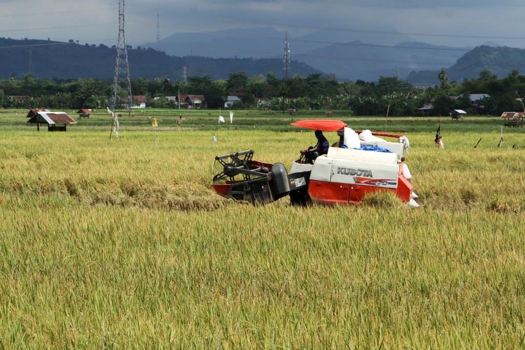 Luas Panen Padi Banten
