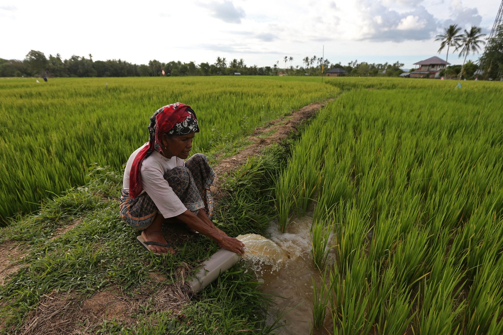 Sawah