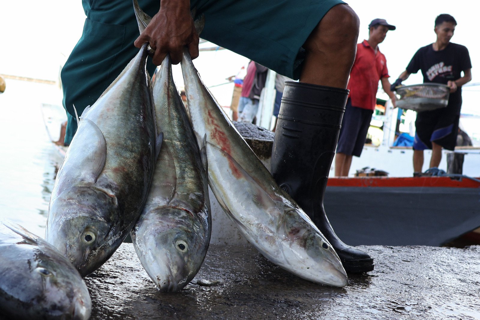 Ikan Laut