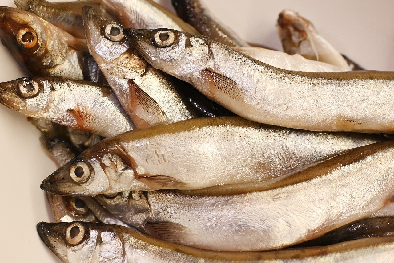 Ikan
