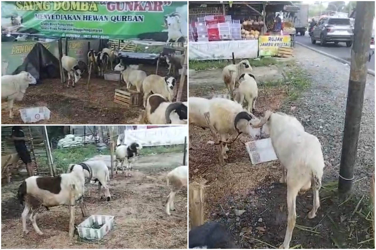 Domba kurban