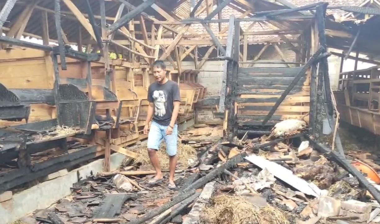 Kandang Terbakar